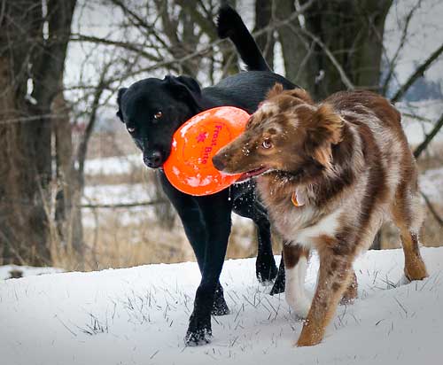 Australian Shepherd Dog Photo of the Month