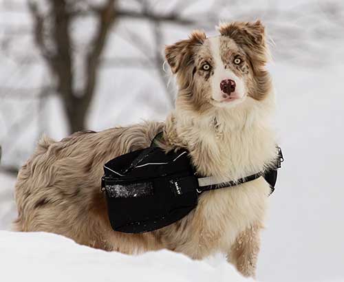 Australian Shepherd Dog Photo of the Month