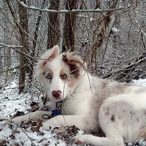 Australian Shepherd Dog Photo of the Month