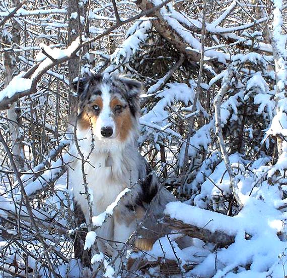Australian Shepherd Dog Photo of the Month