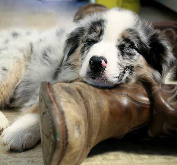Australian Shepherd Dog Photo of the Month