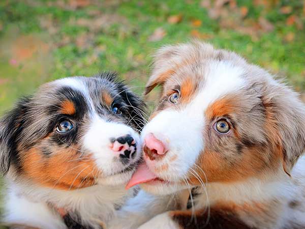 Australian Shepherd Dog Photo of the Month