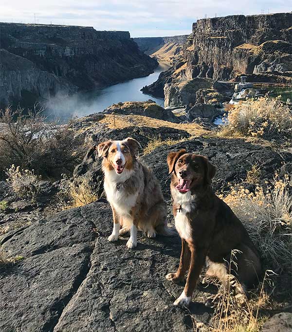 Australian Shepherd Dog Photo of the Month