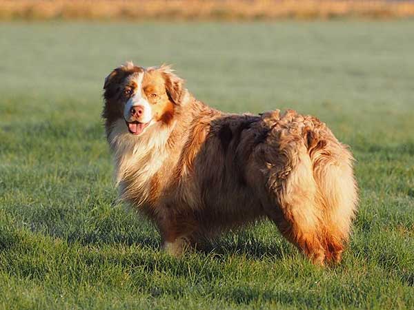 Australian Shepherd Photo of the Month — Photo: Hanne Lundsberg, Aussie: Godte — Visit the site for all things Aussie from training to puppy care tips, from dog nutrition and health tips to Aussie artwork and cartoons—and more.
#australianshepherd #dogphotography #aussie #aussielovers