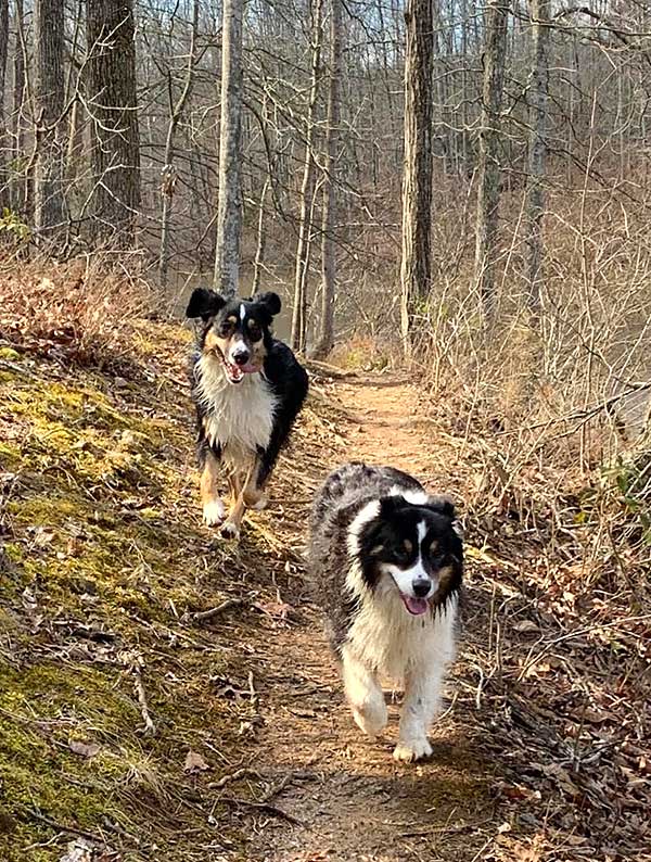 Australian Shepherd Photo of the Month — Photo: Julie Mendelsohn, Aussies: Buddy and Snickers — Visit the site for all things Aussie from training to puppy care tips, from dog nutrition and health tips to Aussie artwork and cartoons—and more. #australianshepherd #dogphotography #aussie #aussielovers