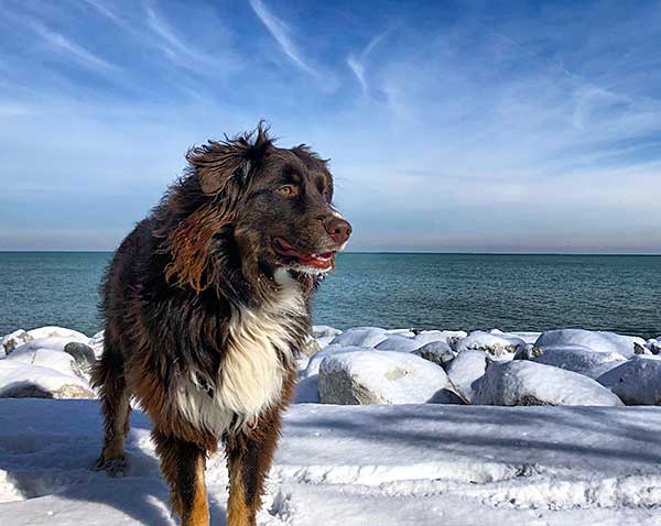 Australian Shepherd Photo of the Month — Photo: Ashley Plantz, Aussie: Robin — Visit the site for all things Aussie from training to puppy care tips, from dog nutrition and health tips to Aussie artwork and cartoons—and more. #australianshepherd #dogphotography #aussie #aussielovers