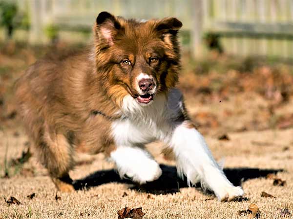 Australian Shepherd Photo of the Month — Photo: Jackie Good, Aussie: Pickles — Visit the site for all things Aussie from training to puppy care tips, from dog nutrition and health tips to Aussie artwork and cartoons—and more. #australianshepherd #dogphotography #aussie #aussielovers