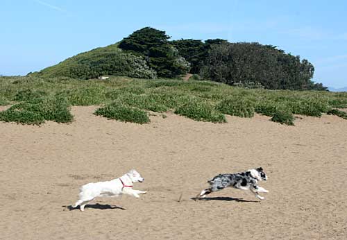 Australian Shepherd Dog Photo of the Month