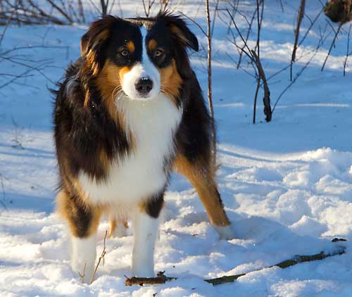 Australian Shepherd Dog Photo of the Month
