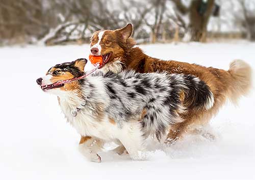 Australian Shepherd Dog Photo of the Month