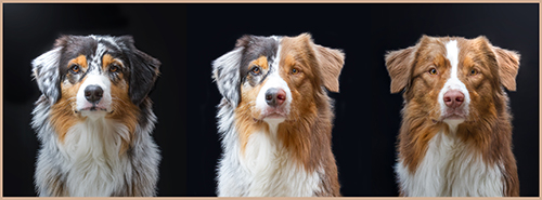 Australian Shepherds