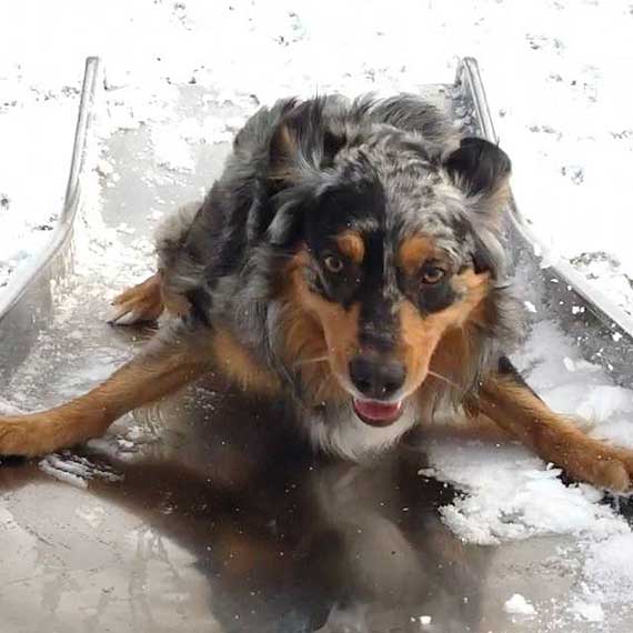 Australian Shepherd Dog Photo of the Month