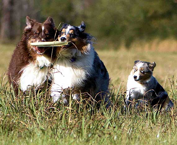 Australian Shepherd Dog Photo of the Month