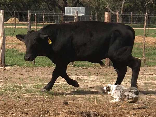 Australian Shepherd Dog Photo of the Month