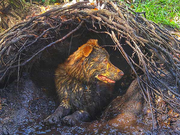 Australian Shepherd Photo of the Month — Photo: John Callaghan, Aussie: Red — Visit the site for all things Aussie from training to puppy care tips, from dog nutrition and health tips to Aussie artwork and cartoons—and more.
#australianshepherd #dogphotography #aussie #aussielovers