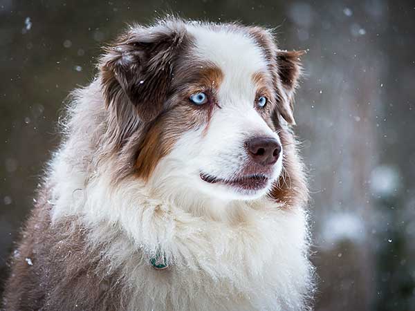 Australian Shepherd Photo of the Month — Photo: Charles Cumming, Aussie: Della — Visit the site for all things Aussie from training to puppy care tips, from dog nutrition and health tips to Aussie artwork and cartoons—and more. #australianshepherd #dogphotography #aussie #aussielovers