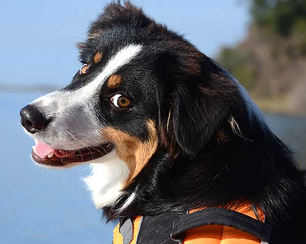 Australian Shepherd Photo of the Month — Photo: Scott Harrison, Aussie: Brodie — Visit the site for all things Aussie from training to puppy care tips, from dog nutrition and health tips to Aussie artwork and cartoons—and more. #australianshepherd #dogphotography #aussie #aussielovers