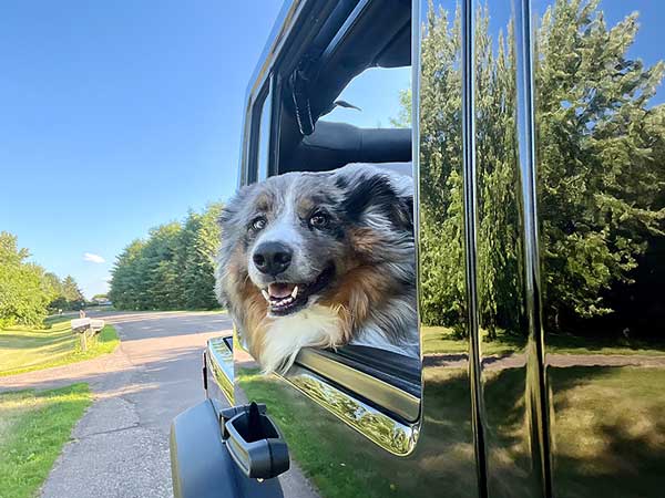 Australian Shepherd Photo of the Month — Photo: Shelley Davis, Aussie: Captain — Visit the site for all things Aussie from training to puppy care tips, from dog nutrition and health tips to Aussie artwork and cartoons—and more. #australianshepherd #dogphotography #aussie #aussielovers