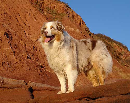 Australian Shepherd Dog Photo of the Month