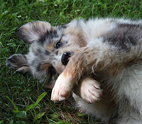 Australian Shepherd Dog Photo of the Month