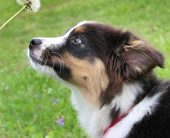 Australian Shepherd Dog Photo of the Month