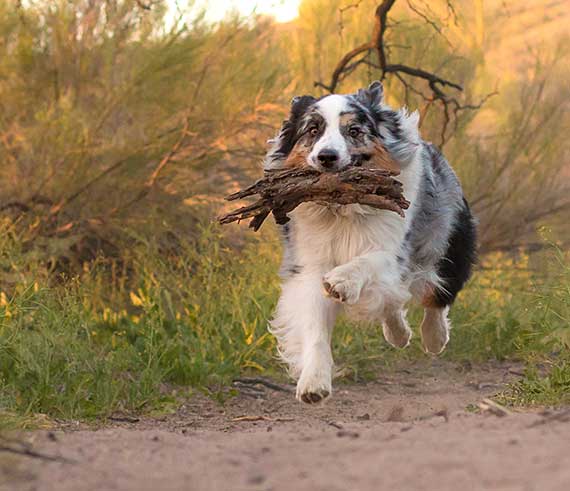 Australian Shepherd Dog Photo of the Month