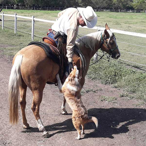 Australian Shepherd Dog Photo of the Month