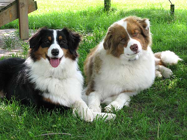 Australian Shepherd Dog Photo of the Month