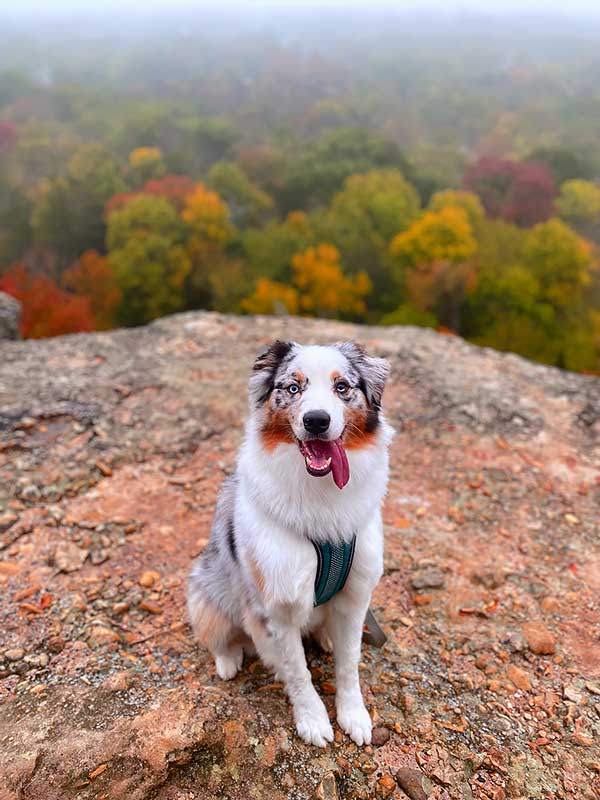 Australian Shepherd Photo of the Month — Photo: Hannah Padilla, Aussie: Luka — Visit the site for all things Aussie from training to puppy care tips, from dog nutrition and health tips to Aussie artwork and cartoons—and more. #australianshepherd #dogphotography #aussie #aussielovers
