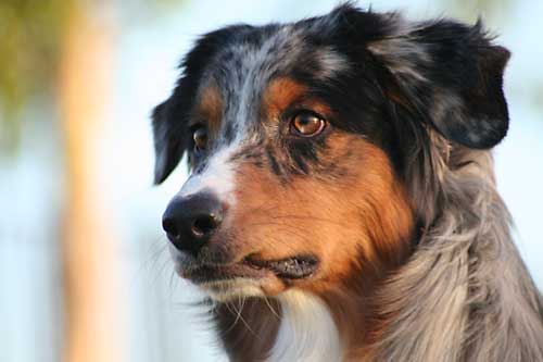 Australian Shepherd Dog Photo of the Month