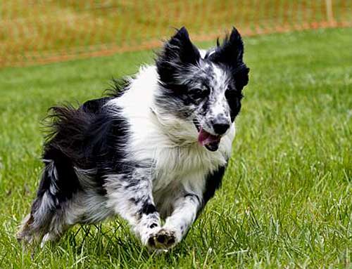 Australian Shepherd Dog Photo of the Month