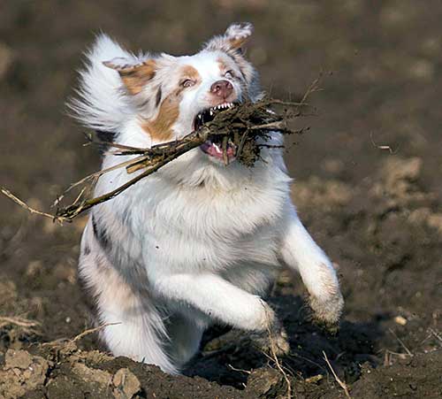 Australian Shepherd Dog Photo of the Month