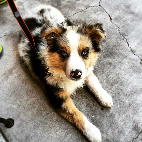 Australian Shepherd Dog Photo of the Month