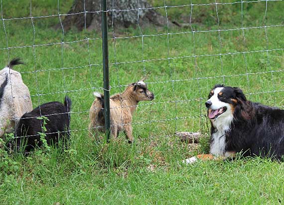 Australian Shepherd Dog Photo of the Month