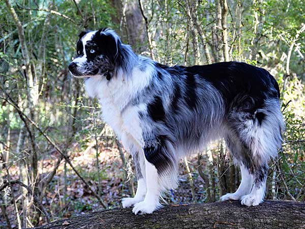 Australian Shepherd Dog Photo of the Month