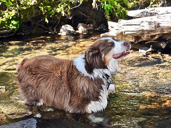 Australian Shepherd Dog Photo of the Month