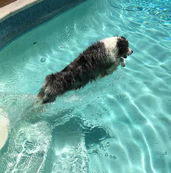 Australian Shepherd Photo of the Month — Photo: Della, Aussie: Daisy Mae — Visit the site for all things Aussie from training to puppy care tips, from dog nutrition and health tips to Aussie artwork and cartoons—and more. #australianshepherd #dogphotography #aussie #aussielovers