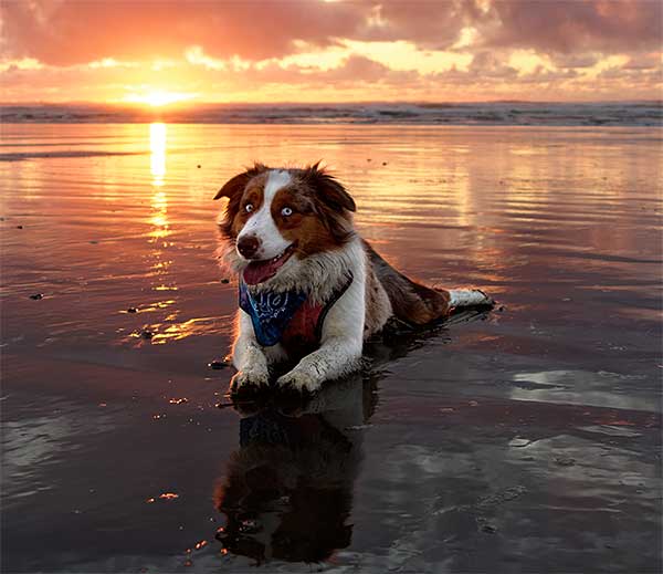 Australian Shepherd Photo of the Month — Photo: Jon Hoskins, Aussie: Penney — Visit the site for all things Aussie from training to puppy care tips, from dog nutrition and health tips to Aussie artwork and cartoons—and more. #australianshepherd #dogphotography #aussie #aussielovers
