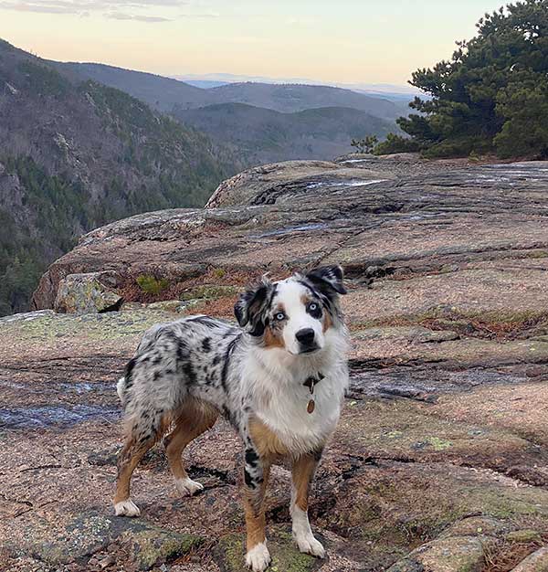 Australian Shepherd Photo of the Month — Photo: Jake Willis, Aussies: Digo — Visit the site for all things Aussie from training to puppy care tips, from dog nutrition and health tips to Aussie artwork and cartoons—and more. #australianshepherd #dogphotography #aussie #aussielovers