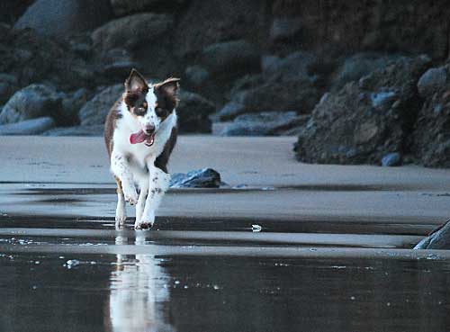 Australian Shepherd Dog Photo of the Month