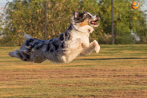 Australian Shepherd Dog Photo of the Month