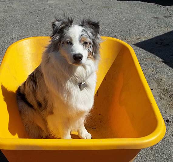 Australian Shepherd Dog Photo of the Month