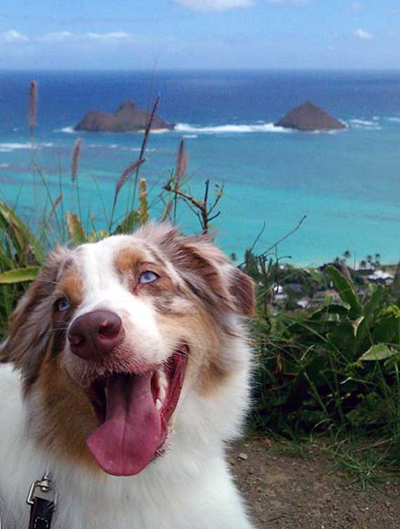 Australian Shepherd Dog Photo of the Month