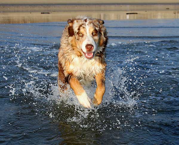 Australian Shepherd Photo of the Month — Photo: Dan Becker, Aussie: Tania — Visit the site for all things Aussie from training to puppy care tips, from dog nutrition and health tips to Aussie artwork and cartoons—and more. #australianshepherd #dogphotography #aussie #aussielovers