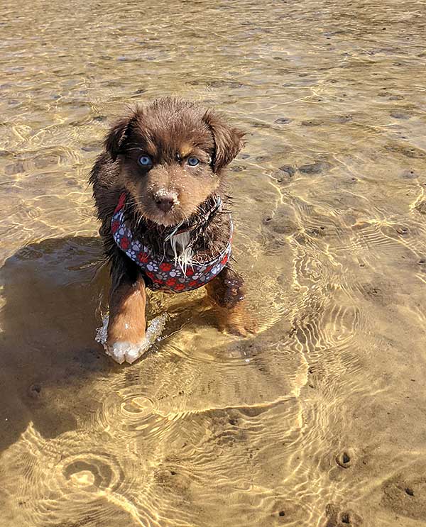 Australian Shepherd Photo of the Month — Photo: Ashly Mogar, Aussie: Kuiper — Visit the site for all things Aussie from training to puppy care tips, from dog nutrition and health tips to Aussie artwork and cartoons—and more. #australianshepherd #dogphotography #aussie #aussielovers