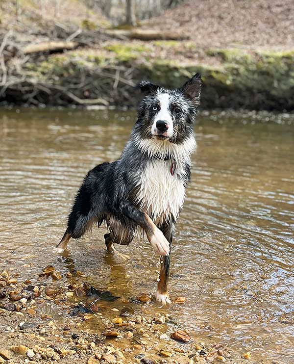 Australian Shepherd Photo of the Month — Photo: Derek Cole, Aussie: Loki — Visit the site for all things Aussie from training to puppy care tips, from dog nutrition and health tips to Aussie artwork and cartoons—and more. #australianshepherd #dogphotography #aussie #aussielovers
