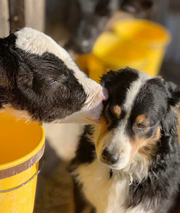 Australian Shepherd Photo of the Month — Photo: Trish Hoesly, Aussie: Bailey — Visit the site for all things Aussie from training to puppy care tips, from dog nutrition and health tips to Aussie artwork and cartoons—and more. #australianshepherd #dogphotography #aussie #aussielovers