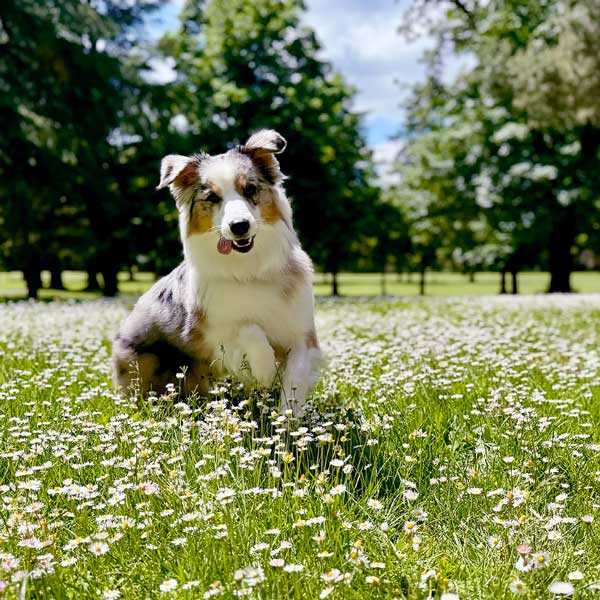 Australian Shepherd Photo of the Month — Photo: Alecia Kurey, Aussie: Sienna-Bell — Visit the site for all things Aussie from training to puppy care tips, from dog nutrition and health tips to Aussie artwork and cartoons—and more. #australianshepherd #dogphotography #aussie #aussielovers