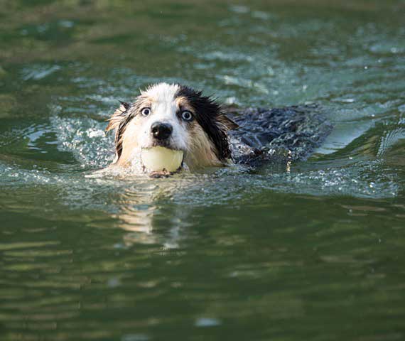 Australian Shepherd Dog Photo of the Month