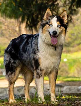 Australian Shepherd cross with Husky?